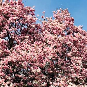 Meet your Posher, Leyla